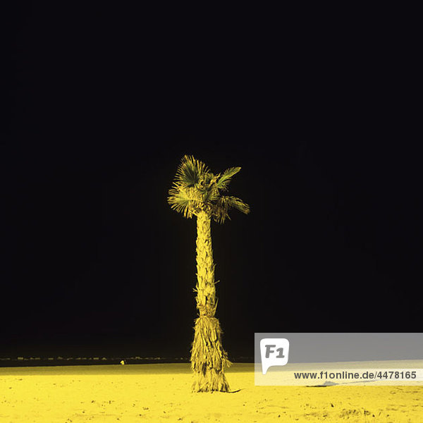 Eine einsame Palme am Strand  nachts