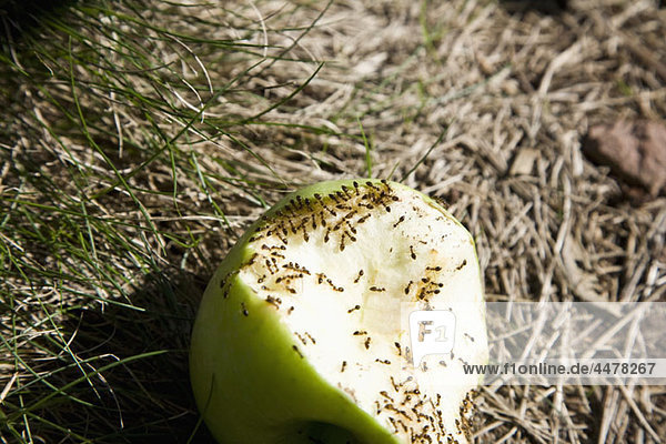 Ameisen essen einen halb gegessenen grünen Apfel  im Freien