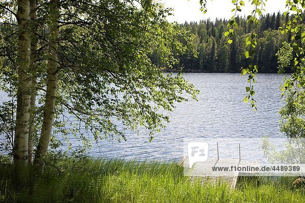 Birch tree with lake. Finland.