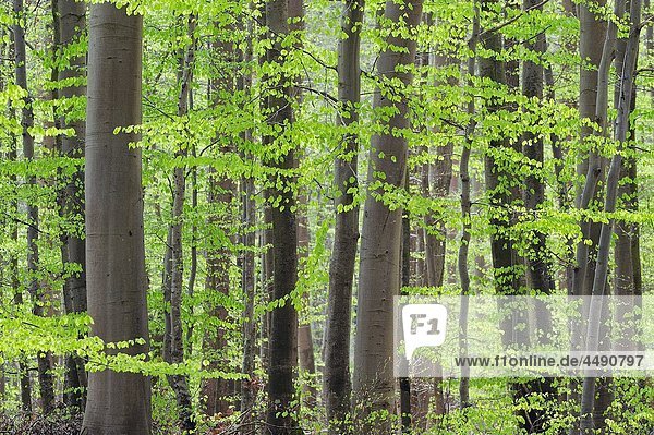 Spring deciduous forest with new foliage Bavaria  Germany  Europe