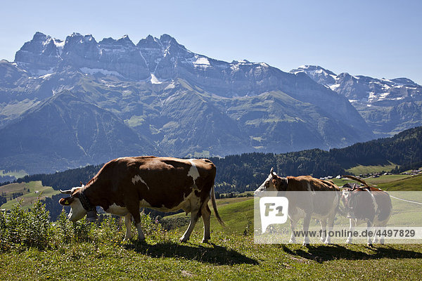 Dents du Midi  Morgins  Portes du Soleil  Switzerland  Valais  alps  altitude  cow  mountain  mountain pasture