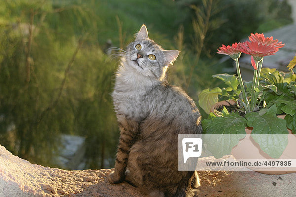 Cat  outdoor  pet  Tier  persischen  Tier