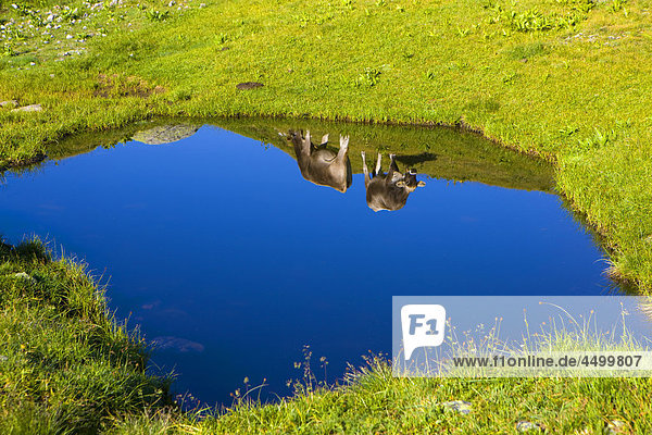 Greina  Switzerland  canton Graubunden  Grisons  Surselva  national park  project  Adula  plateau  Alp  pool  puddle  cattle  reflection