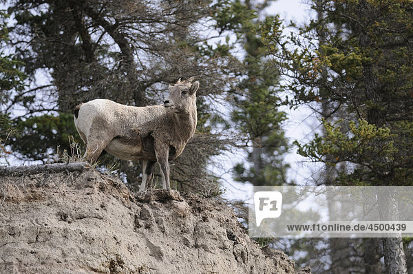Bighorn Sheep  Ovis canadensis  Bovidae family  lamb  Jasper National Park  Alberta  Kanada