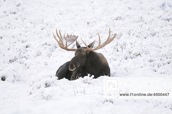 Moose  Alces alces  Cervidae family  bulle  in the snow  Peter Lougheed Province Park  Alberta  Canada