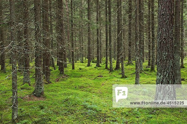 Spruce forest with moss