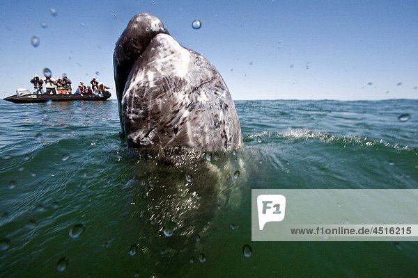 California gray whale Eschrichtius robustus calf with excited whale watchers in San Ignacio Lagoon on the Pacific side of the Baja Peninsula Baja California Sur Mexico MORE INFO Each winter thousands of California gray whales migrate from the Bering an