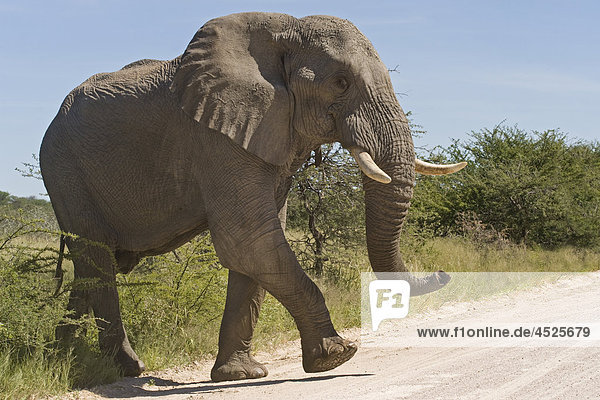 Afrikanischer Elefant (Loxodonta africana) überquert eine Straße im Etoscha Wildpark  Namibia