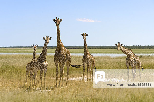 Gruppe von Angola-Giraffen (Giraffa camelopardalis angolensis) im Etosha Wildpark  Namibia
