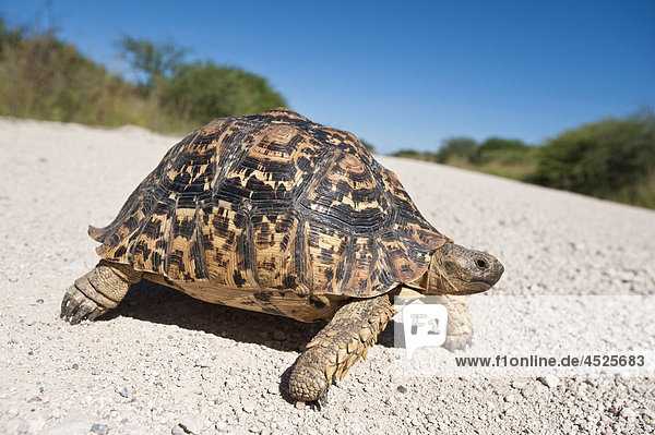 Pantherschildkröte (Geochelone pardalis) überquert eine Straße im Etoscha Wildpark  Namibia