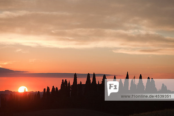 Zypressen bei Sonnenuntergang bei Siena  Toskana  Italien