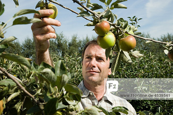 Man picking fresh apples