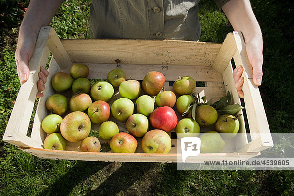 Young woman holding crate of fresh apples