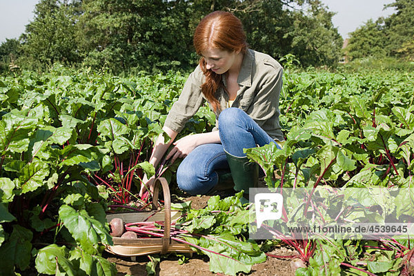 Young woman with fresh beetroot in basket