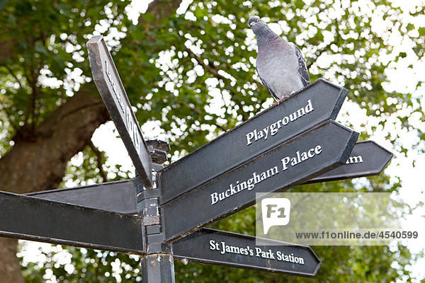 Pigeon perched on a sign in St James's Park  London