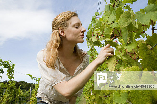 Mid adult woman in vineyard with vines