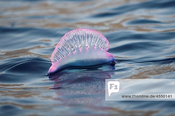 Portuguese Man ´O War Physalia physalis floating on the surface off the Cape Verde Island Group in the northern Atlantic Ocean