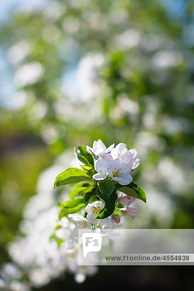 Close up of Blume auf Apfelbaum in Blüte
