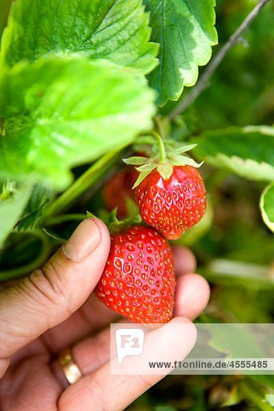 Nahaufnahme der wachsenden Erdbeeren