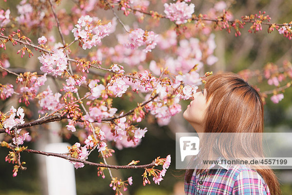 Woman Looking Kirschenblüten