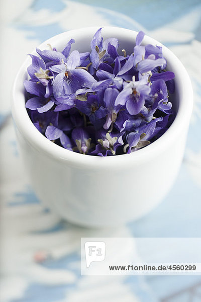 Violette Blumen in Tasse