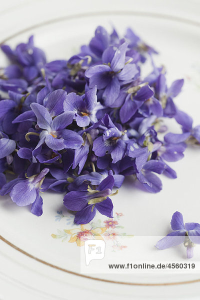 Violette Blumen auf Teller