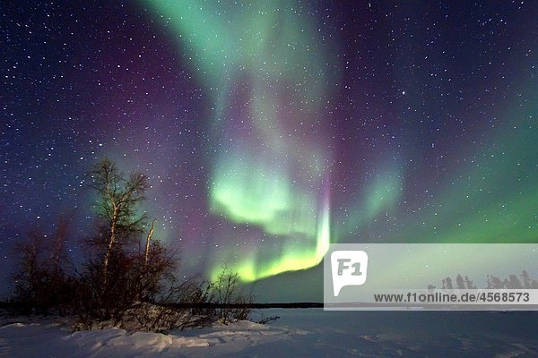 Aurora Borealis Northern Polar Lights over the boreal forest outside Yellowknife  Northwest Territories  Canada  MORE INFO The term aurora borealis was coined by Pierre Gassendi in 1621 from the Roman goddess of dawn  Aurora  and the Greek name for north