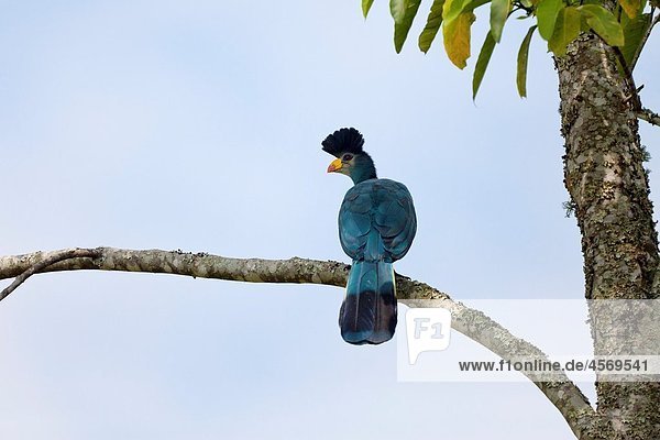 Great Blue Turaco  Corythaeola cristata  sitting on branch  Bigodi Wetland Sanctuary  Uganda
