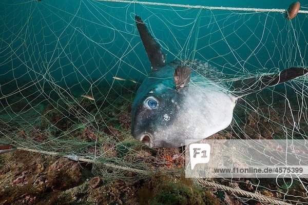 Sunfish trapped in lost Fishing Net  Mola mola  Cap de Creus  Costa Brava  Spain