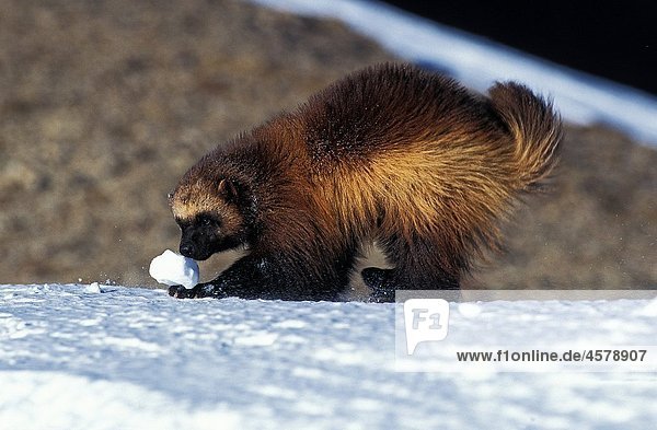 NORTH AMERICAN WOLVERINE gulo gulo luscus  ADULT PLAYING WITH SNOW BALL  CANADA