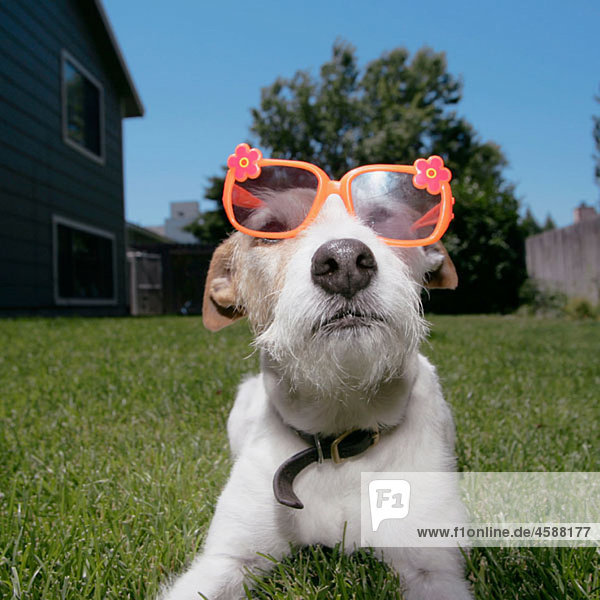 Jack Russell Terrier wearing children´s plastic toy glasses
