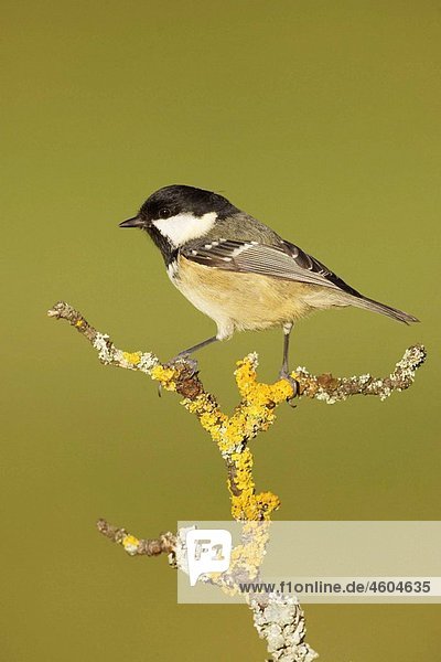 Coal Tit - Parus ater - adult perched on lichen-covered branch Scotland December 2006