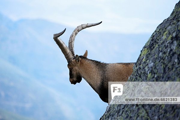 Male Spanish Ibex in MorezÃ›n peak 2 393 m next to the Circo de Gredos Mountains of the Sierra de Gredos National Park Navacepeda de Tormes Â¡vila Castilla y LeÃ›n Spain