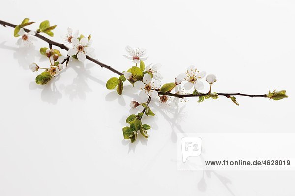 Zweig mit Kirschpflaumenblüten  Nahaufnahme