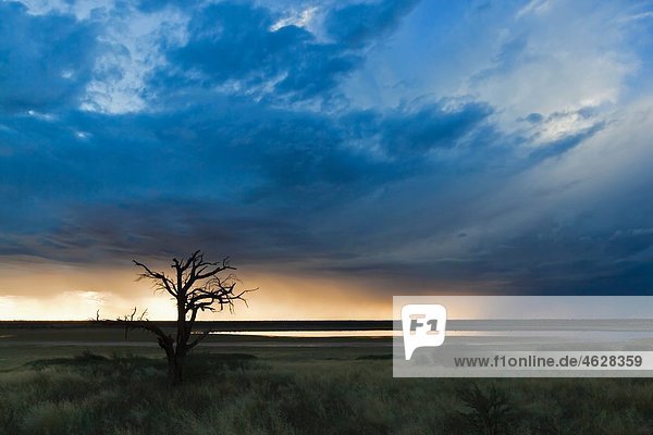 Afrika  Botswana  Mabuasehube  Blick auf den kahlen Baum bei Mabuasehube Pan