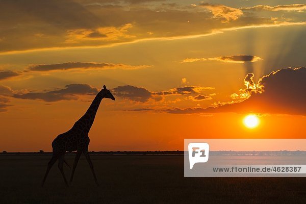 Afrika  Botswana  Giraffe im zentralen Kalahari Wildreservat bei Sonnenuntergang