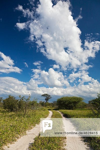 Africa Botswana View of central kalahari game reserve with track