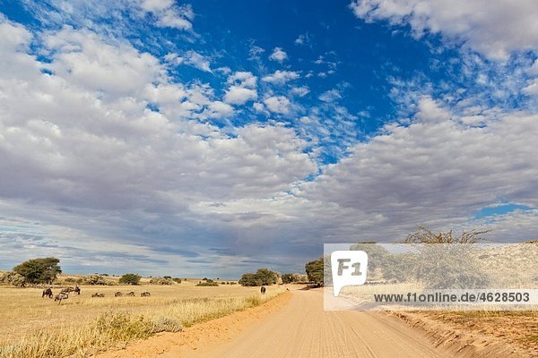 Afrika  Botswana  Südafrika  Kalahari  Blick auf leere Schotterpiste durch den Kgalagadi Transfrontier Park