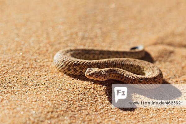 Africa,  Nambia,  Bitis peringueyi crawling on sand in namib desert
