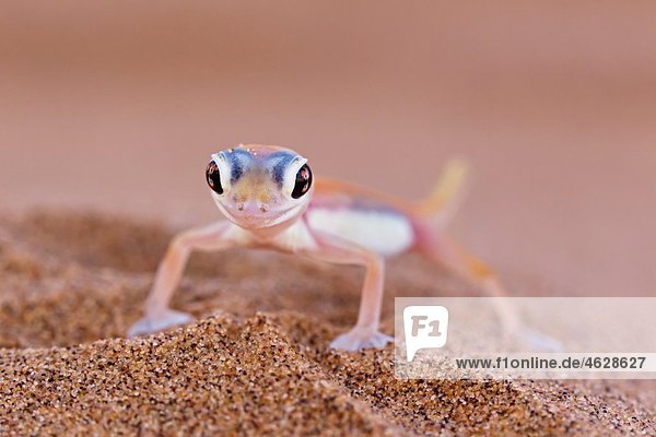 Africa,  Namibia,  Palmato gecko in namib desert