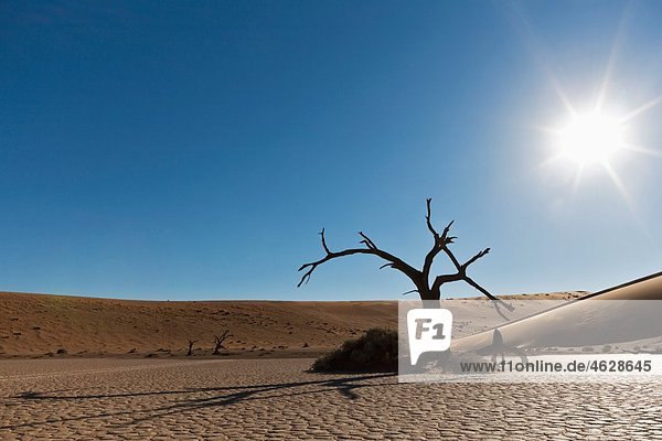 Africa  Namibia  Namib Naukluft National Park  Dead tree in the namib desert