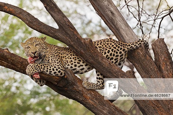Afrika  Namibia  Nahaufnahme von Leopard auf einem Baum