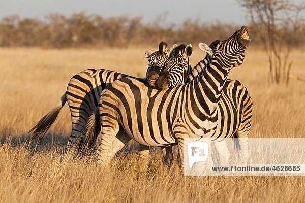 Afrika  Namibia  Burchells Zebra im Etoscha-Nationalpark