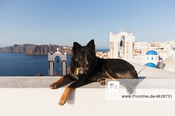 Europe  Greece  Cyclades  Santorini  Dog in the streets of Oia