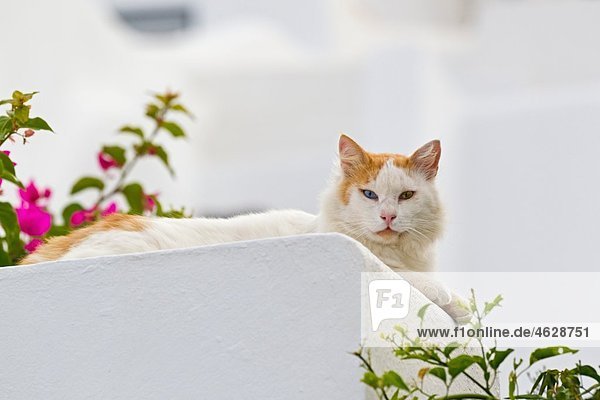 Europa  Griechenland  Kykladen  Santorini  Katze auf Wand sitzend