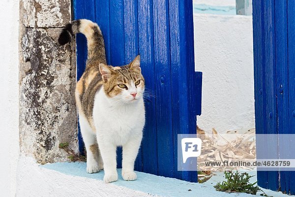 Europa Griechenland Kykladen Santorini Katze am Eingang stehend