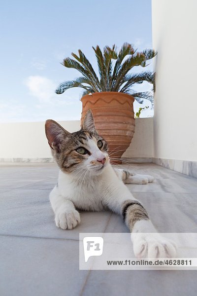 Europa  Griechenland  Kykladen  Santorini  Oia  Katze auf dem Boden sitzend