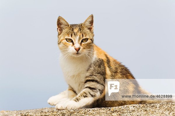 Europa  Griechenland  Kykladen  Thira  Santorini  Oia  Katze auf der Wand sitzend
