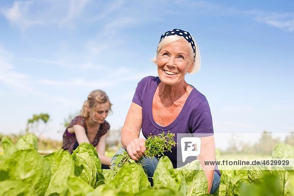 Frauen  die auf dem Bauernhof arbeiten.