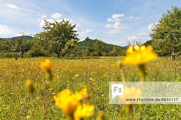 Deutschland  Rheinland-Pfalz  Pfalz  Blick auf Blumen- und Drachenfelsruine im Pfälzerwald